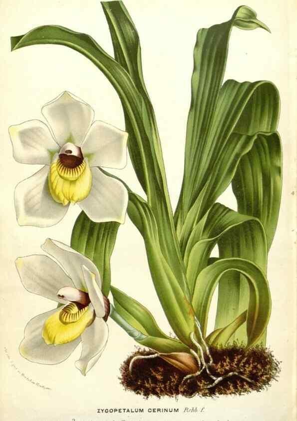 Reproducción/Reproduction 49588184597: Flore des serres et des jardins de l'Europe. A Gand :chez Louis van Houtte, eÌditeur,1845-1880.. 