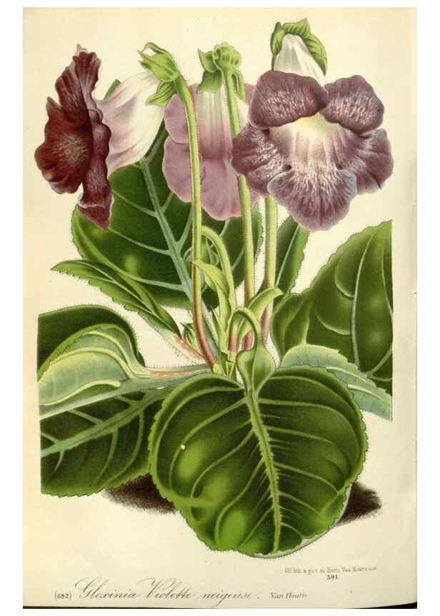 Reproducción/Reproduction 49587931466: Flore des serres et des jardins de l'Europe. A Gand :chez Louis van Houtte, eÌditeur,1845-1880.. 