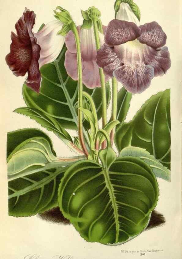 Reproducción/Reproduction 49587931466: Flore des serres et des jardins de l'Europe. A Gand :chez Louis van Houtte, eÌditeur,1845-1880.. 