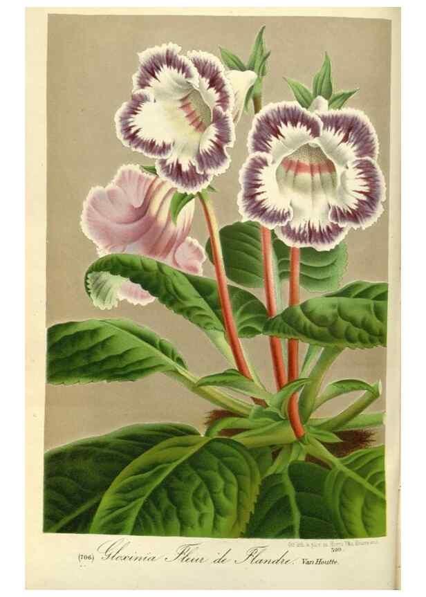 Reproducción/Reproduction 49587437503: Flore des serres et des jardins de l'Europe. A Gand :chez Louis van Houtte, eÌditeur,1845-1880.. 