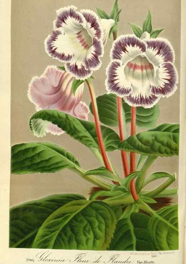 Reproducción/Reproduction 49587437503: Flore des serres et des jardins de l'Europe. A Gand :chez Louis van Houtte, eÌditeur,1845-1880.. 