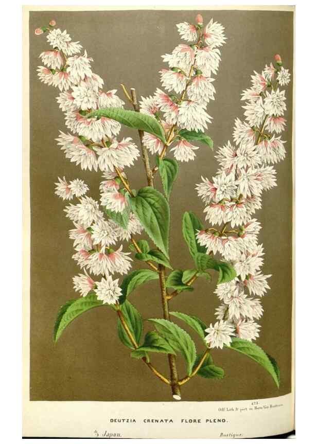 Reproducción/Reproduction 49587441788: Flore des serres et des jardins de l'Europe. A Gand :chez Louis van Houtte, eÌditeur,1845-1880.. 