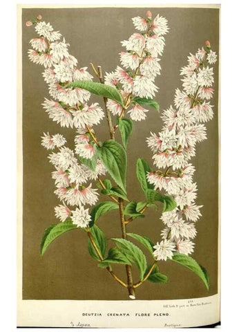 Reproducción/Reproduction 49587441788: Flore des serres et des jardins de l'Europe. A Gand :chez Louis van Houtte, eÌditeur,1845-1880.. 