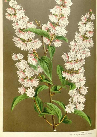Reproducción/Reproduction 49587441788: Flore des serres et des jardins de l'Europe. A Gand :chez Louis van Houtte, eÌditeur,1845-1880.. 
