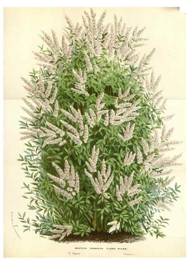 Reproducción/Reproduction 49587441968: Flore des serres et des jardins de l'Europe. A Gand :chez Louis van Houtte, eÌditeur,1845-1880.. 