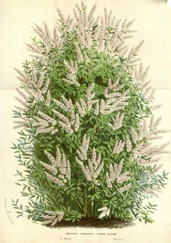 Reproducción/Reproduction 49587441968: Flore des serres et des jardins de l'Europe. A Gand :chez Louis van Houtte, eÌditeur,1845-1880.. 