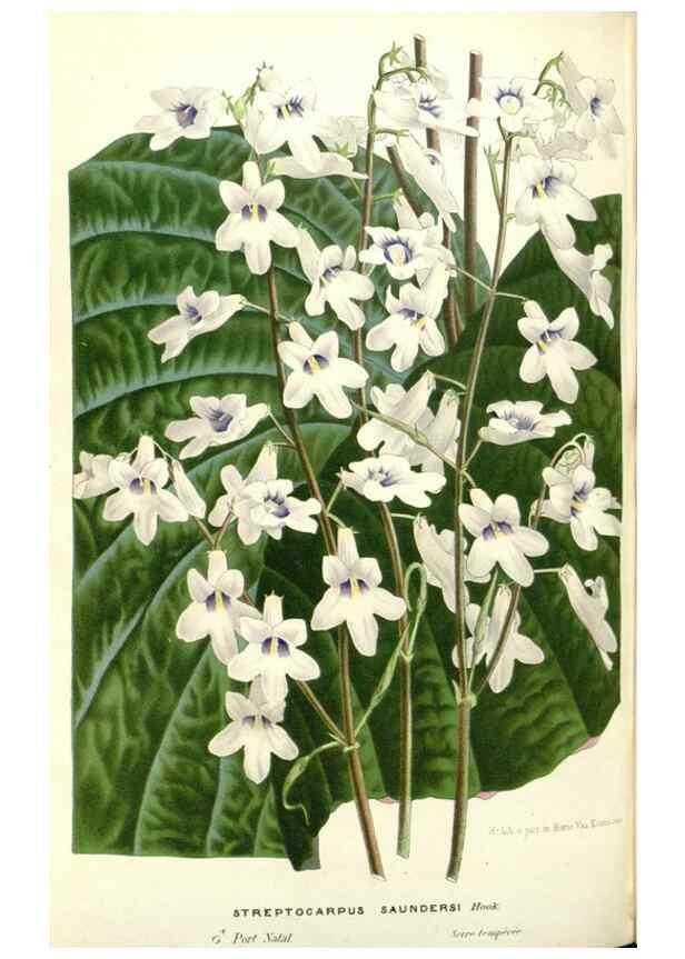 Reproducción/Reproduction 49587442183: Flore des serres et des jardins de l'Europe. A Gand :chez Louis van Houtte, eÌditeur,1845-1880.. 