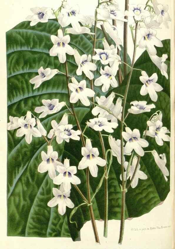 Reproducción/Reproduction 49587442183: Flore des serres et des jardins de l'Europe. A Gand :chez Louis van Houtte, eÌditeur,1845-1880.. 
