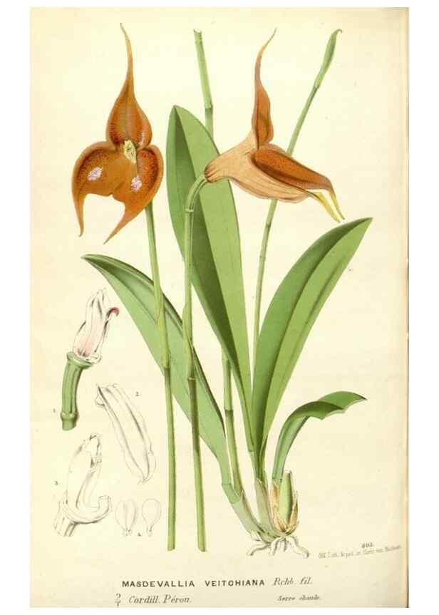 Reproducción/Reproduction 49587936886: Flore des serres et des jardins de l'Europe. A Gand :chez Louis van Houtte, eÌditeur,1845-1880.. 