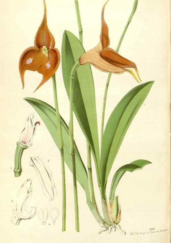 Reproducción/Reproduction 49587936886: Flore des serres et des jardins de l'Europe. A Gand :chez Louis van Houtte, eÌditeur,1845-1880.. 