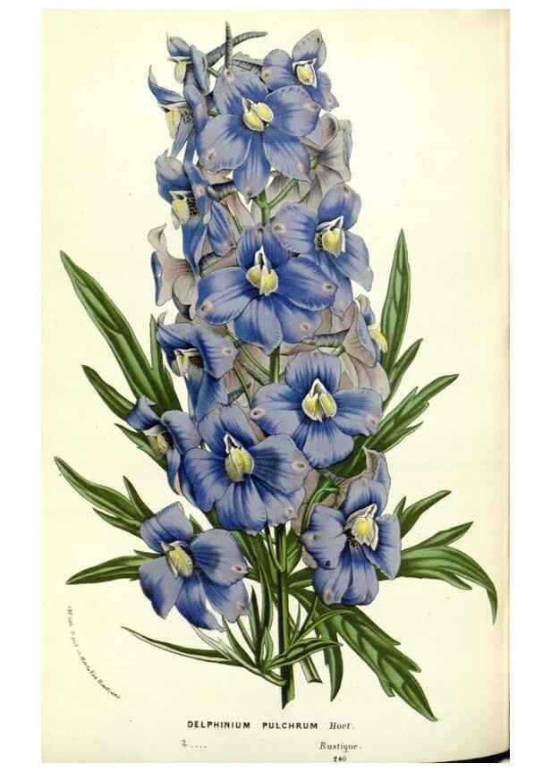 Reproducción/Reproduction 49587937126: Flore des serres et des jardins de l'Europe. A Gand :chez Louis van Houtte, eÌditeur,1845-1880.. 