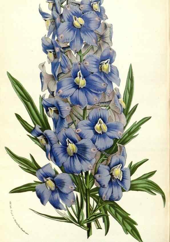 Reproducción/Reproduction 49587937126: Flore des serres et des jardins de l'Europe. A Gand :chez Louis van Houtte, eÌditeur,1845-1880.. 