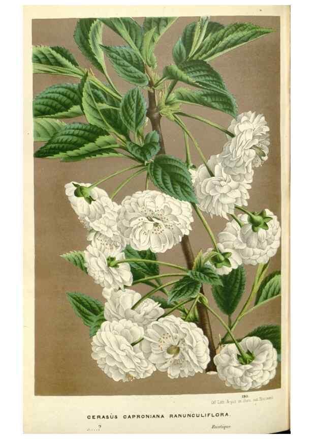 Reproducción/Reproduction 49587442778: Flore des serres et des jardins de l'Europe. A Gand :chez Louis van Houtte, eÌditeur,1845-1880.. 