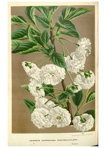 Reproducción/Reproduction 49587442778: Flore des serres et des jardins de l'Europe. A Gand :chez Louis van Houtte, eÌditeur,1845-1880.. 