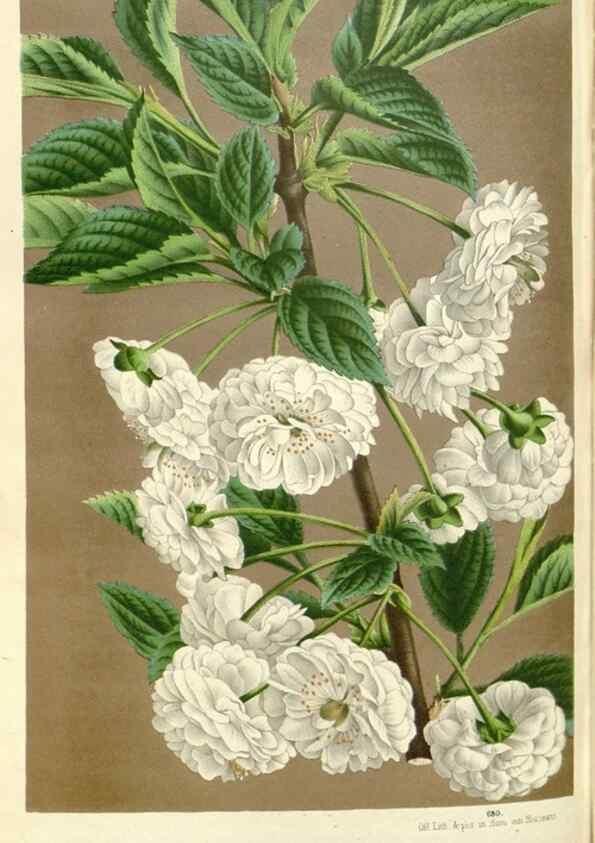 Reproducción/Reproduction 49587442778: Flore des serres et des jardins de l'Europe. A Gand :chez Louis van Houtte, eÌditeur,1845-1880.. 