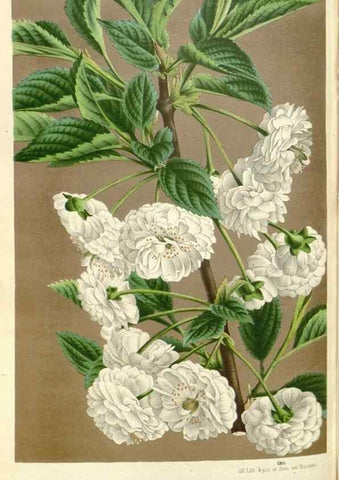 Reproducción/Reproduction 49587442778: Flore des serres et des jardins de l'Europe. A Gand :chez Louis van Houtte, eÌditeur,1845-1880.. 