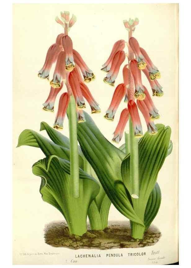 Reproducción/Reproduction 49588182652: Flore des serres et des jardins de l'Europe. A Gand :chez Louis van Houtte, eÌditeur,1845-1880.. 