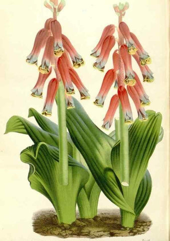 Reproducción/Reproduction 49588182652: Flore des serres et des jardins de l'Europe. A Gand :chez Louis van Houtte, eÌditeur,1845-1880.. 