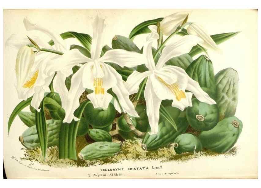 Reproducción/Reproduction 49587937806: Flore des serres et des jardins de l'Europe. A Gand :chez Louis van Houtte, eÌditeur,1845-1880.. 