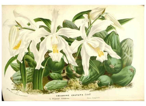 Reproducción/Reproduction 49587937806: Flore des serres et des jardins de l'Europe. A Gand :chez Louis van Houtte, eÌditeur,1845-1880.. 