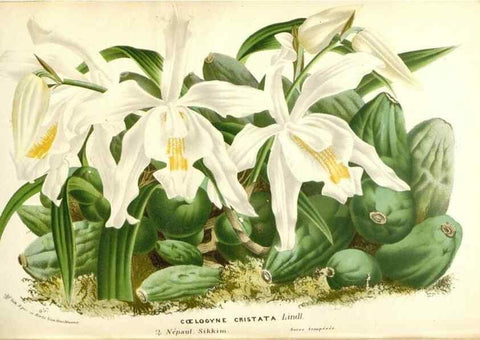Reproducción/Reproduction 49587937806: Flore des serres et des jardins de l'Europe. A Gand :chez Louis van Houtte, eÌditeur,1845-1880.. 