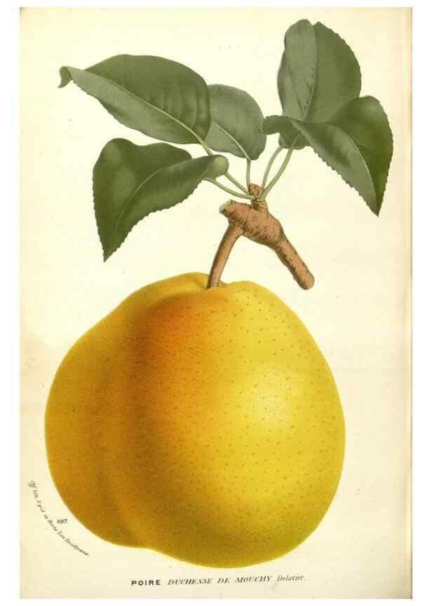 Reproducción/Reproduction 49588183012: Flore des serres et des jardins de l'Europe. A Gand :chez Louis van Houtte, eÌditeur,1845-1880.. 