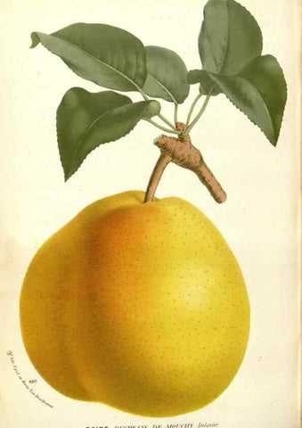 Reproducción/Reproduction 49588183012: Flore des serres et des jardins de l'Europe. A Gand :chez Louis van Houtte, eÌditeur,1845-1880.. 
