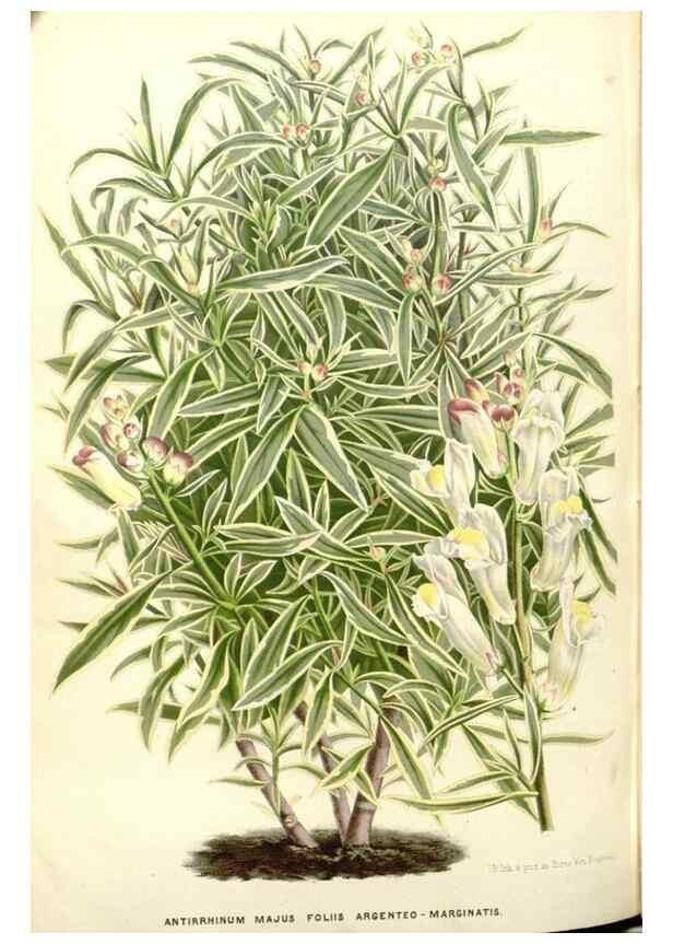 Reproducción/Reproduction 49588183242: Flore des serres et des jardins de l'Europe. A Gand :chez Louis van Houtte, eÌditeur,1845-1880.. 