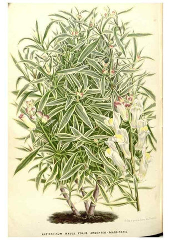 Reproducción/Reproduction 49588183242: Flore des serres et des jardins de l'Europe. A Gand :chez Louis van Houtte, eÌditeur,1845-1880.. 