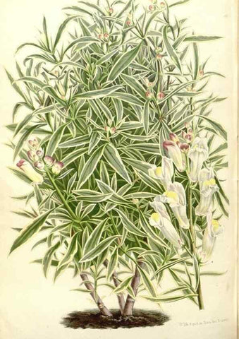 Reproducción/Reproduction 49588183242: Flore des serres et des jardins de l'Europe. A Gand :chez Louis van Houtte, eÌditeur,1845-1880.. 