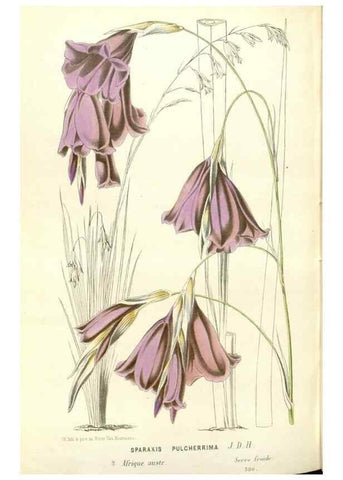 Reproducción/Reproduction 49588183447: Flore des serres et des jardins de l'Europe. A Gand :chez Louis van Houtte, eÌditeur,1845-1880.. 
