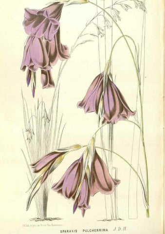 Reproducción/Reproduction 49588183447: Flore des serres et des jardins de l'Europe. A Gand :chez Louis van Houtte, eÌditeur,1845-1880.. 