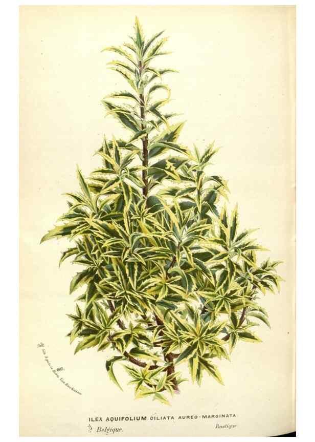 Reproducción/Reproduction 49587444033: Flore des serres et des jardins de l'Europe. A Gand :chez Louis van Houtte, eÌditeur,1845-1880.. 