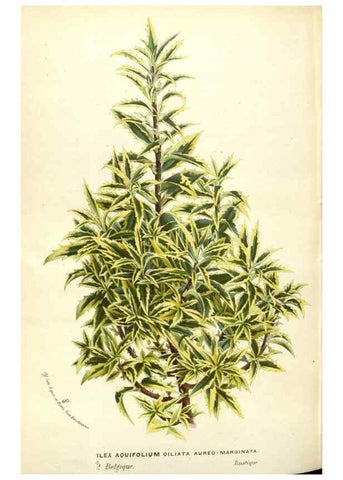 Reproducción/Reproduction 49587444033: Flore des serres et des jardins de l'Europe. A Gand :chez Louis van Houtte, eÌditeur,1845-1880.. 