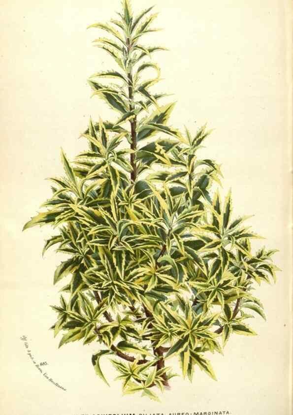 Reproducción/Reproduction 49587444033: Flore des serres et des jardins de l'Europe. A Gand :chez Louis van Houtte, eÌditeur,1845-1880.. 