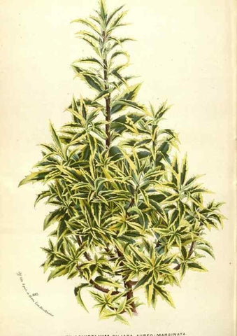 Reproducción/Reproduction 49587444033: Flore des serres et des jardins de l'Europe. A Gand :chez Louis van Houtte, eÌditeur,1845-1880.. 