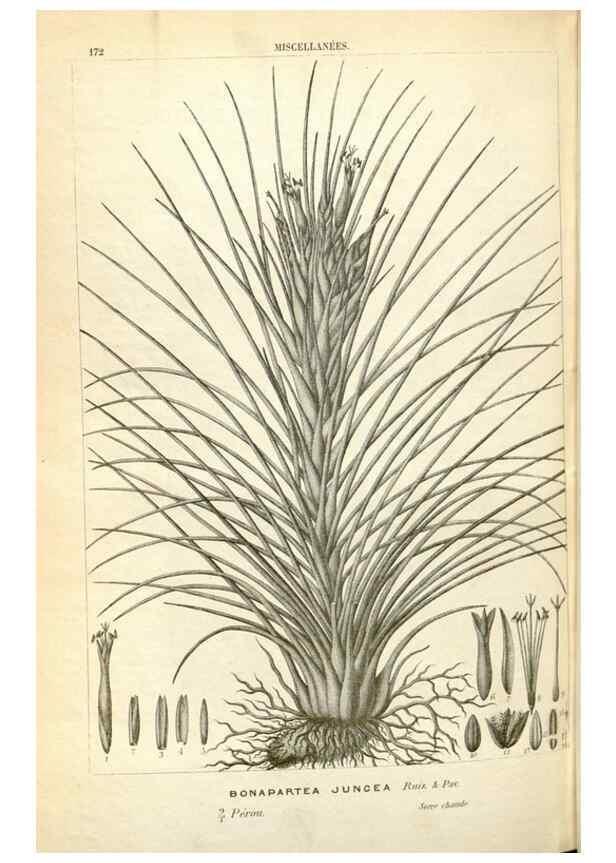 Reproducción/Reproduction 49587938756: Flore des serres et des jardins de l'Europe. A Gand :chez Louis van Houtte, eÌditeur,1845-1880.. 