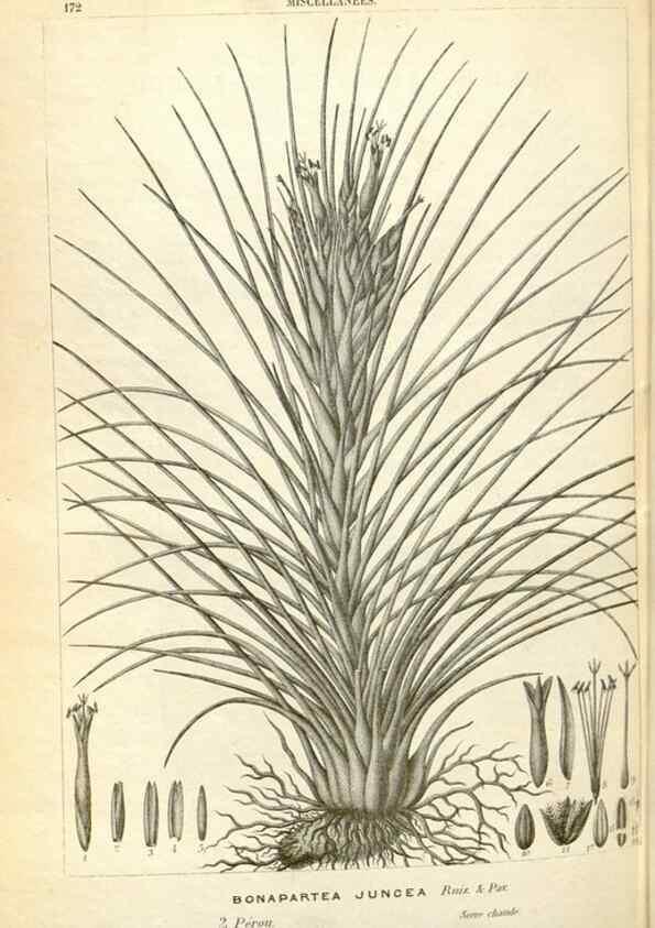 Reproducción/Reproduction 49587938756: Flore des serres et des jardins de l'Europe. A Gand :chez Louis van Houtte, eÌditeur,1845-1880.. 