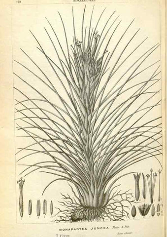 Reproducción/Reproduction 49587938756: Flore des serres et des jardins de l'Europe. A Gand :chez Louis van Houtte, eÌditeur,1845-1880.. 