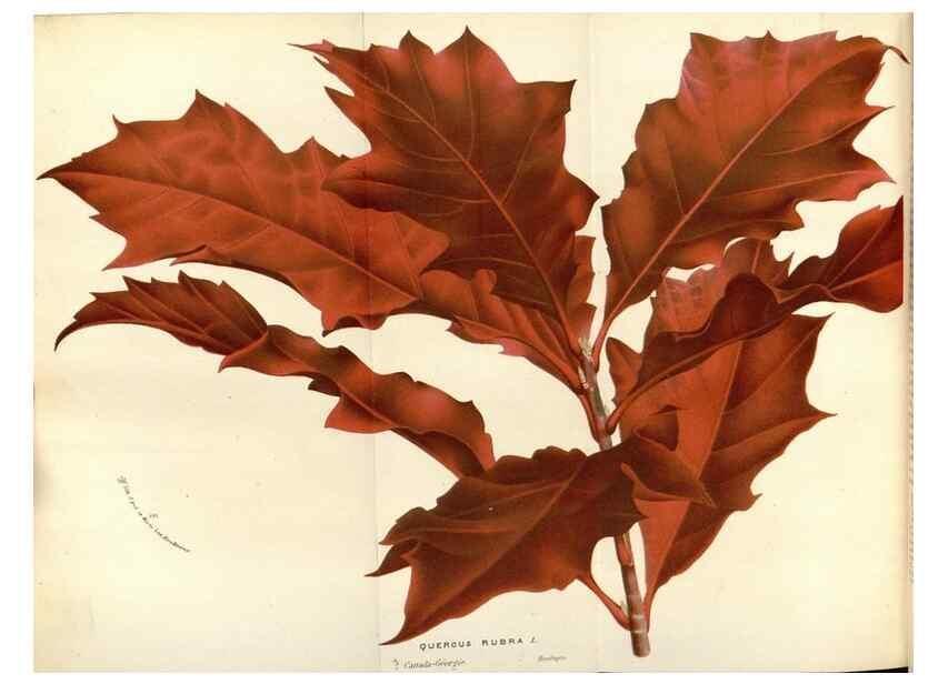 Reproducción/Reproduction 49588183997: Flore des serres et des jardins de l'Europe. A Gand :chez Louis van Houtte, eÌditeur,1845-1880.. 