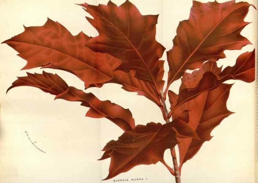 Reproducción/Reproduction 49588183997: Flore des serres et des jardins de l'Europe. A Gand :chez Louis van Houtte, eÌditeur,1845-1880.. 