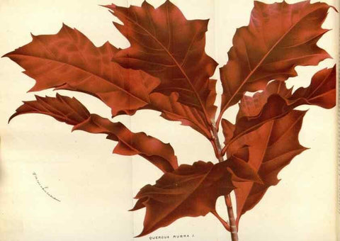 Reproducción/Reproduction 49588183997: Flore des serres et des jardins de l'Europe. A Gand :chez Louis van Houtte, eÌditeur,1845-1880.. 