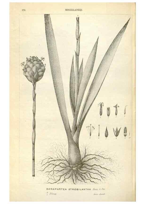 Reproducción/Reproduction 49587444568: Flore des serres et des jardins de l'Europe. A Gand :chez Louis van Houtte, eÌditeur,1845-1880.. 