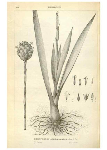 Reproducción/Reproduction 49587444568: Flore des serres et des jardins de l'Europe. A Gand :chez Louis van Houtte, eÌditeur,1845-1880.. 