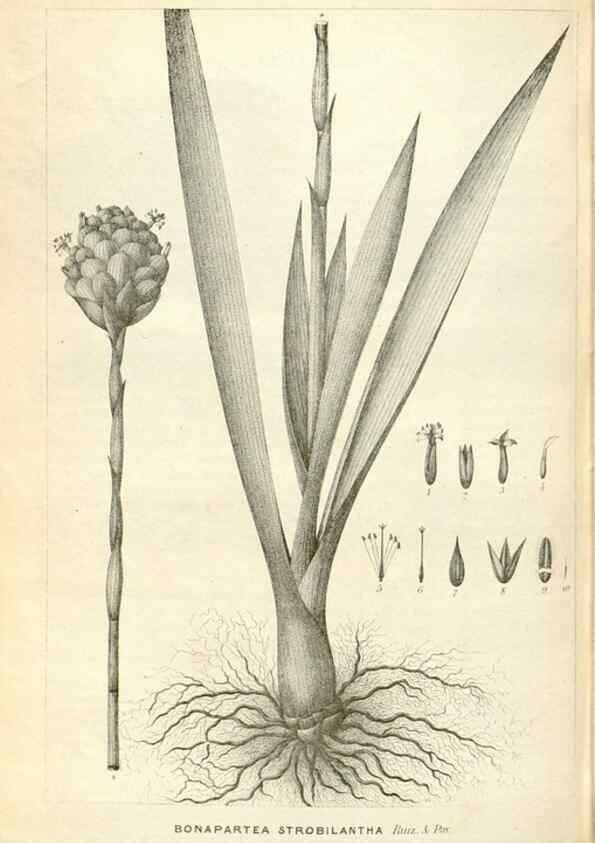 Reproducción/Reproduction 49587444568: Flore des serres et des jardins de l'Europe. A Gand :chez Louis van Houtte, eÌditeur,1845-1880.. 