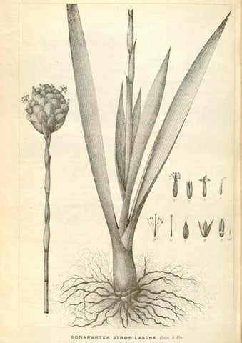 Reproducción/Reproduction 49587444568: Flore des serres et des jardins de l'Europe. A Gand :chez Louis van Houtte, eÌditeur,1845-1880.. 