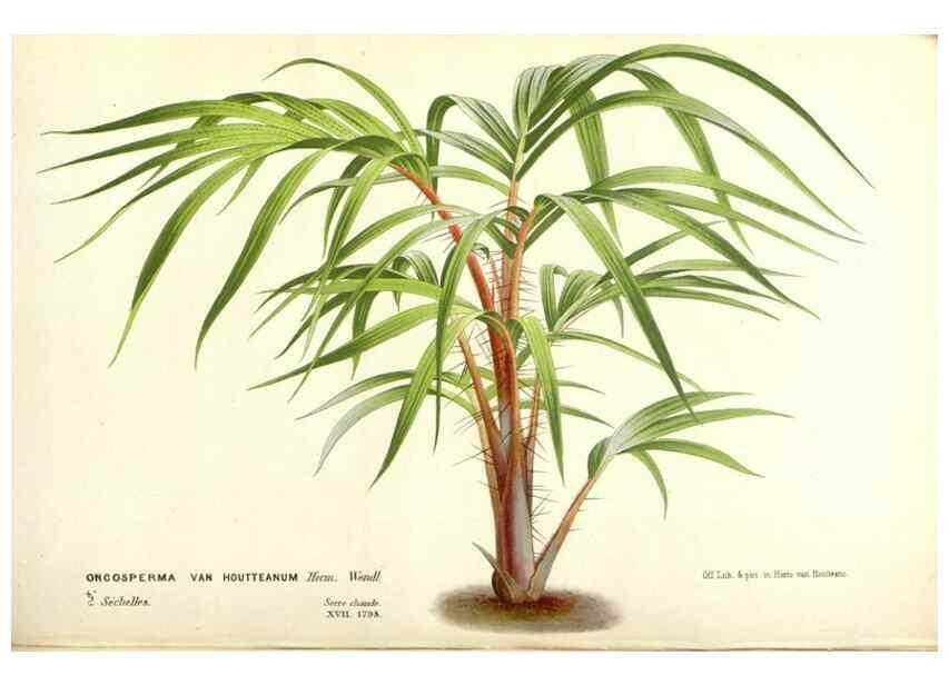 Reproducción/Reproduction 49587936126: Flore des serres et des jardins de l'Europe. A Gand :chez Louis van Houtte, eÌditeur,1845-1880.. 