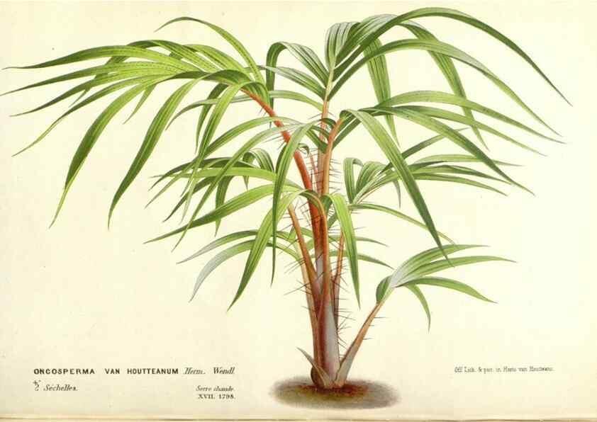 Reproducción/Reproduction 49587936126: Flore des serres et des jardins de l'Europe. A Gand :chez Louis van Houtte, eÌditeur,1845-1880.. 