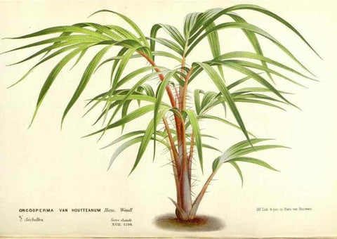 Reproducción/Reproduction 49587936126: Flore des serres et des jardins de l'Europe. A Gand :chez Louis van Houtte, eÌditeur,1845-1880.. 