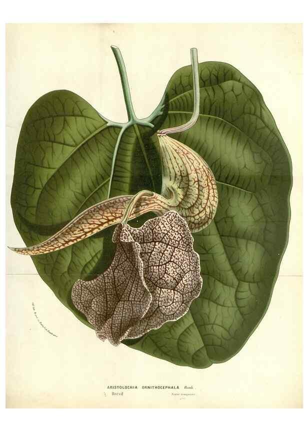 Reproducción/Reproduction 49588180907: Flore des serres et des jardins de l'Europe. A Gand :chez Louis van Houtte, eÌditeur,1845-1880.. 